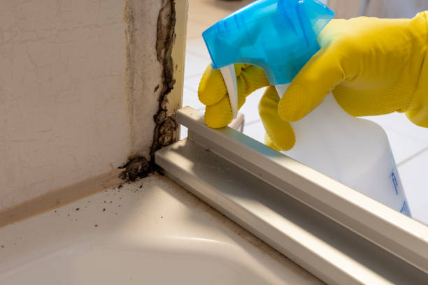 Professional Mold Remediation in Bottineau, ND